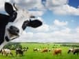 Is Eating Meat Worse Than Burning Oil?