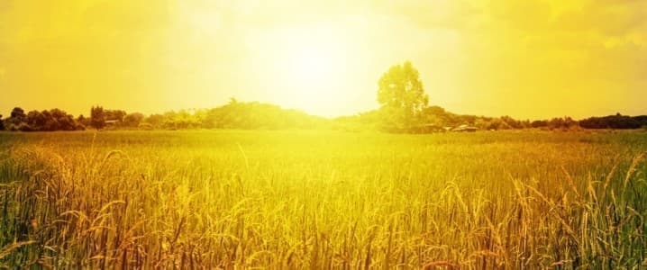 U.S. Wheat Production Problems Could Worsen Food Inflation
