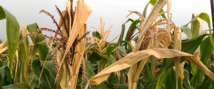 Food Security At Risk As Russia And Ukraine Seek Alternatives To Grain Deal
