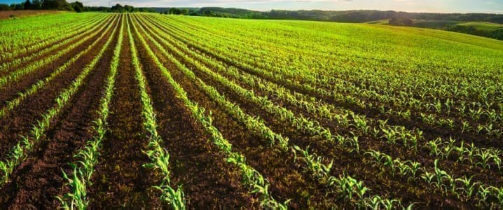 Unpacking the Complex Relationship Between Oil and Agriculture Unpacking the Complex Relationship Between Oil and Agriculture