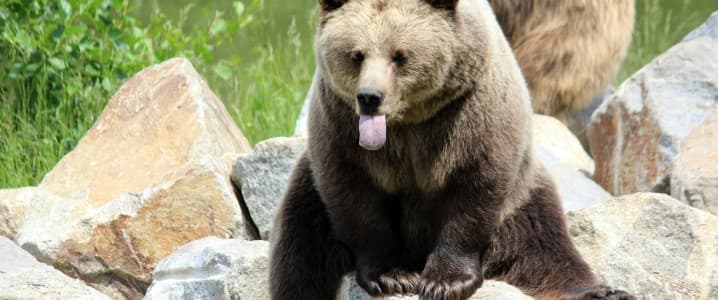 Are the Bears Wrong About the Looming Glut in Oil?