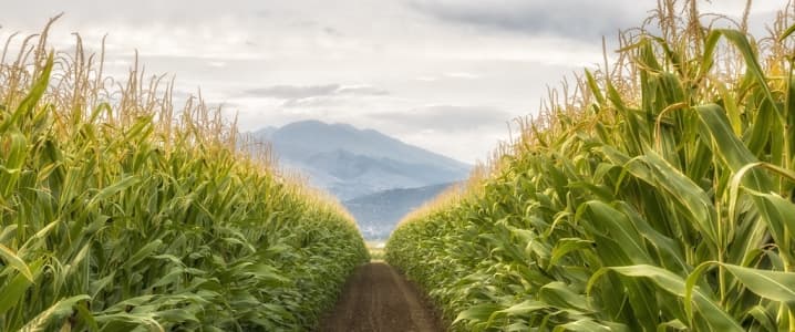 Corn field